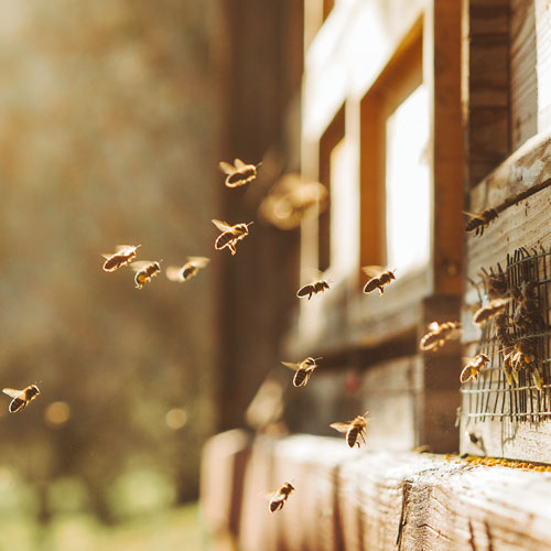 bumble bees flying around their hive