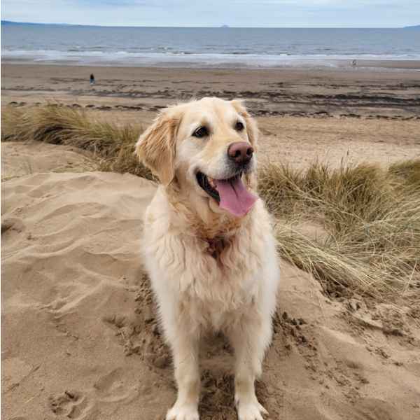 A golden retriever dog sitting on the sand at the beach with her mouth open and tongue hanging out
